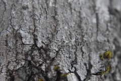 Caliciaceae