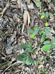 Bridelia tomentosa