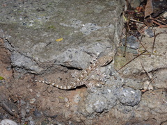 Gekko hokouensis