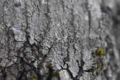 Caliciaceae