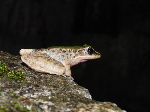 Swinhoe's frog, photo 8 of 8