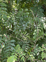 Calliandra haematocephala