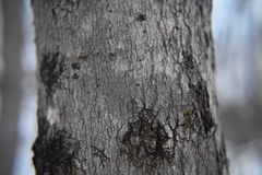 Caliciaceae