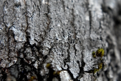 Caliciaceae