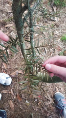 Podocarpus totara
