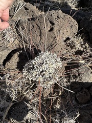 Eriogonum tenellum