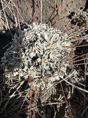Eriogonum tenellum