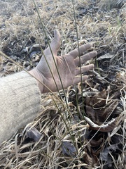 Juncus roemerianus