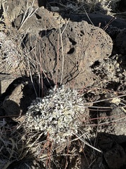 Eriogonum tenellum