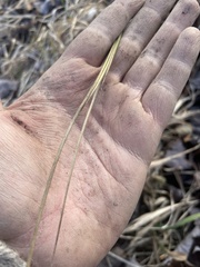 Juncus roemerianus