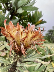 Protea roupelliae roupelliae