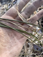Juncus roemerianus