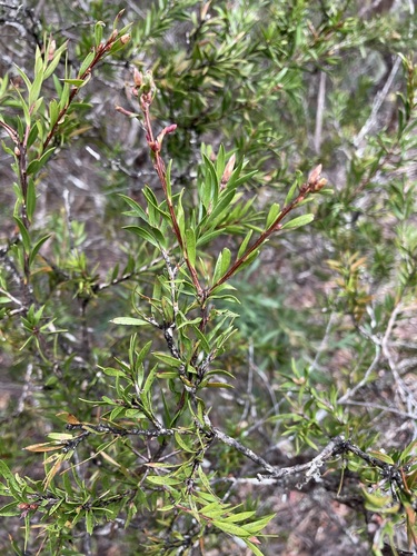 Image of Melaleuca virens by (c) Matt Berger, some rights reserved (CC BY)