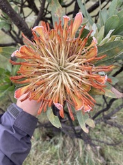 Protea roupelliae roupelliae