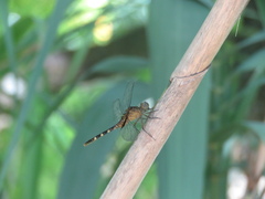 Erythemis attala