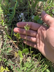 Hydrocotyle umbellata