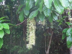 Barringtonia calyptrata