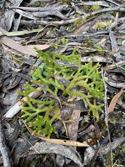 Austrolycopodium fastigiatum