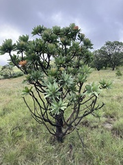 Protea roupelliae roupelliae
