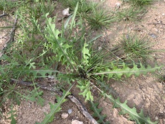 Caulanthus lasiophyllus