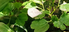Leptosia nina