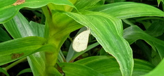 Leptosia nina