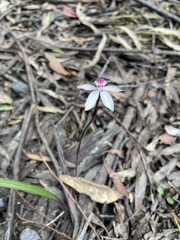 Caladenia alpina