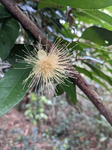 Syzygium hemisphericum observed 2022-12-20