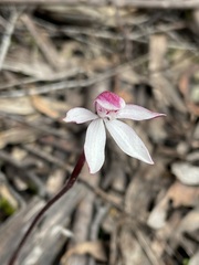 Caladenia alpina