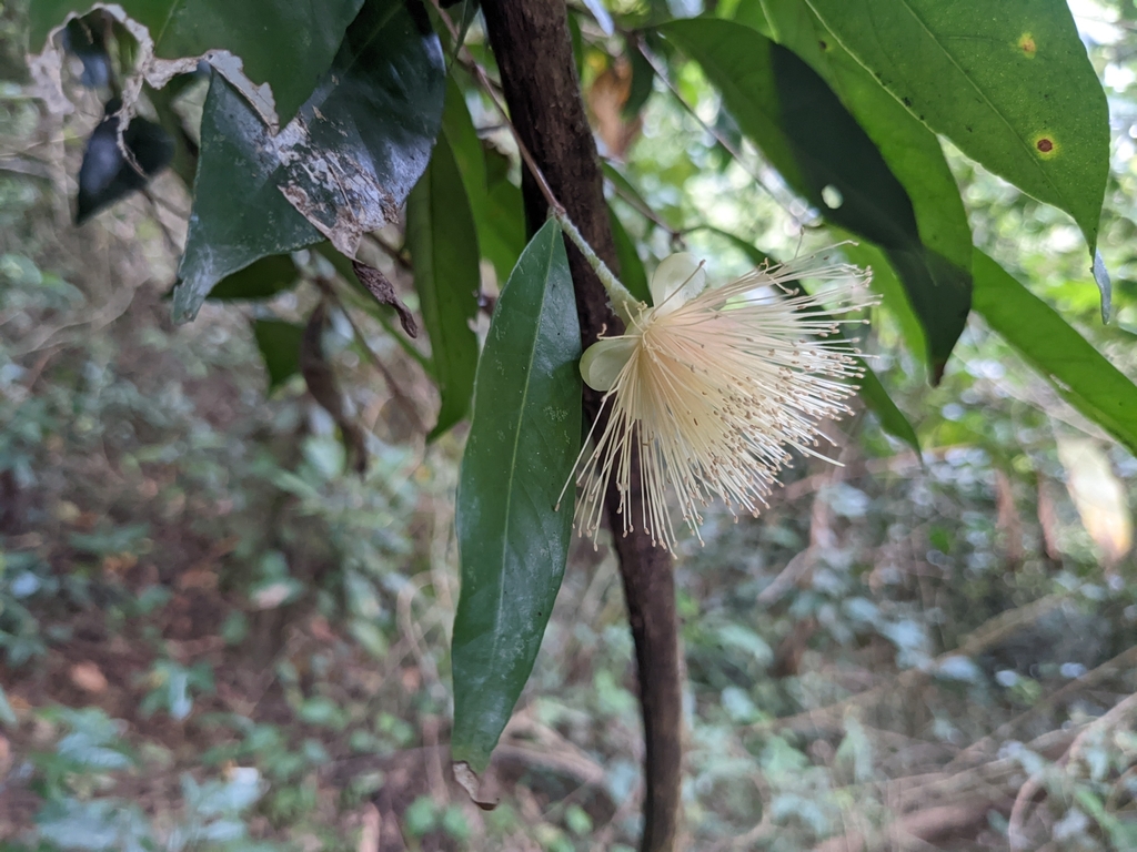 Syzygium hemisphericum (Syzygium hemisphericum)