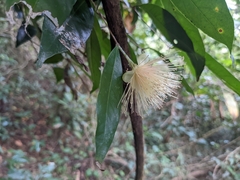 Syzygium hemisphericum