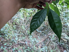 Syzygium hemisphericum