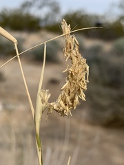 Hilaria