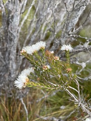 Melaleuca squamea