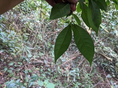 Syzygium hemisphericum