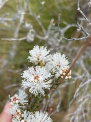 Melaleuca squamea