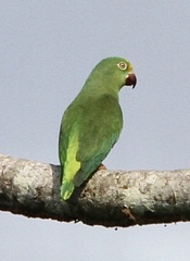 Brotogeris sanctithomae