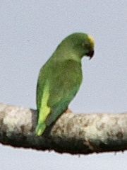 Brotogeris sanctithomae