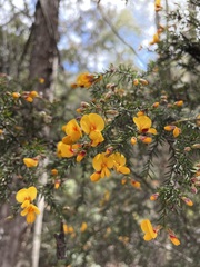 Pultenaea juniperina