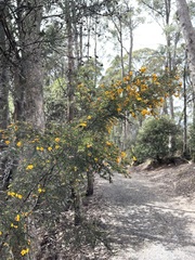 Pultenaea juniperina