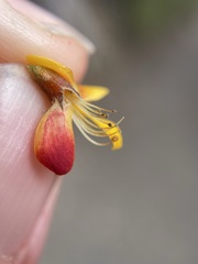 Pultenaea juniperina