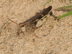 Chortophaga australior