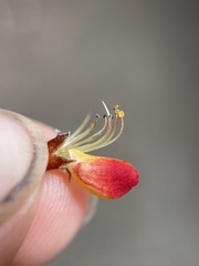 Pultenaea juniperina
