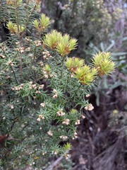 Leptecophylla