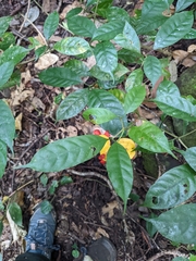 Tabernaemontana gamblei