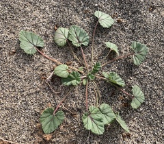 Erodium texanum