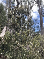 Orites revolutus