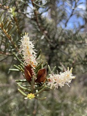 Orites revolutus