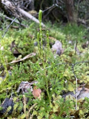 Austrolycopodium fastigiatum
