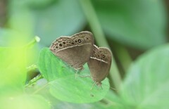 Mycalesis horsfieldi